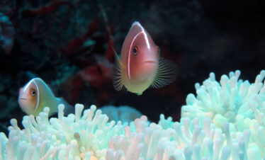 Snorkeling : Menjangan Island