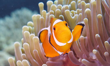 Snorkeling : Padang bai