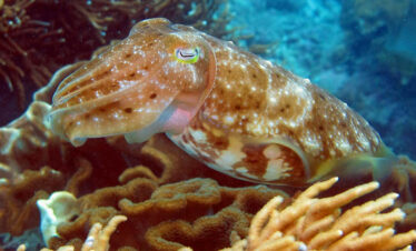 Introduction to dive : Padang Bai