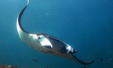 Snorkeling : Nusa Penida