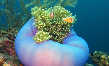 Day dive trip to Nusa Dua